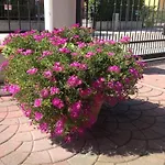 Appartamenti Bedin, Jesolo